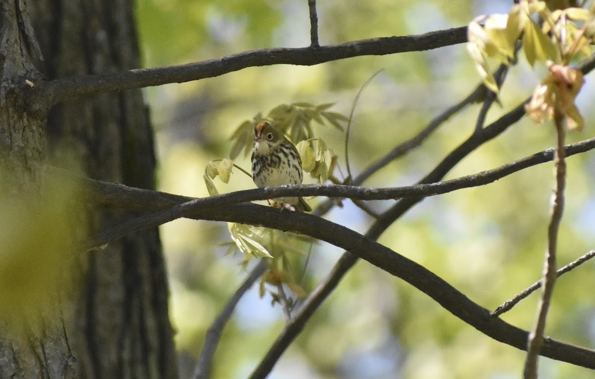 Ovenbird