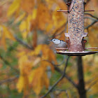 White-Breasted Nuthatch