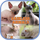 Download Hairless Animal For PC Windows and Mac 1.0