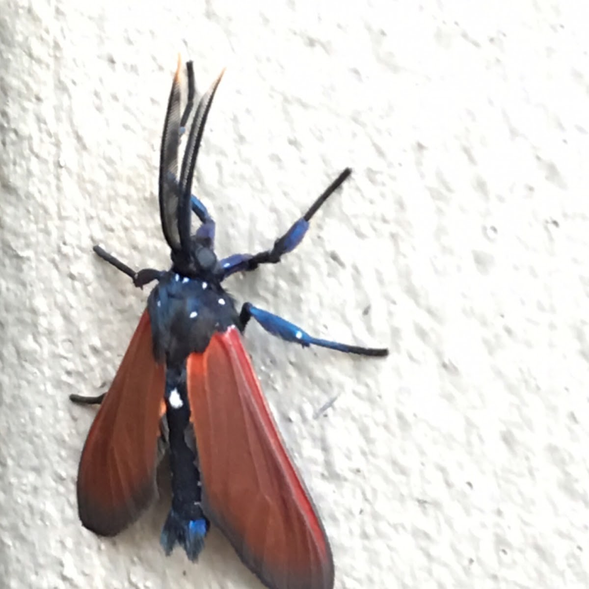 Spotted Oleander Caterpillar Moth