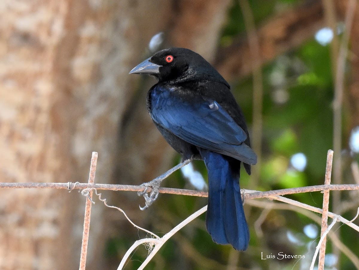 Bronzed Cowbird