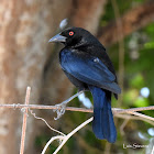 Bronzed Cowbird