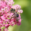 European honey bee