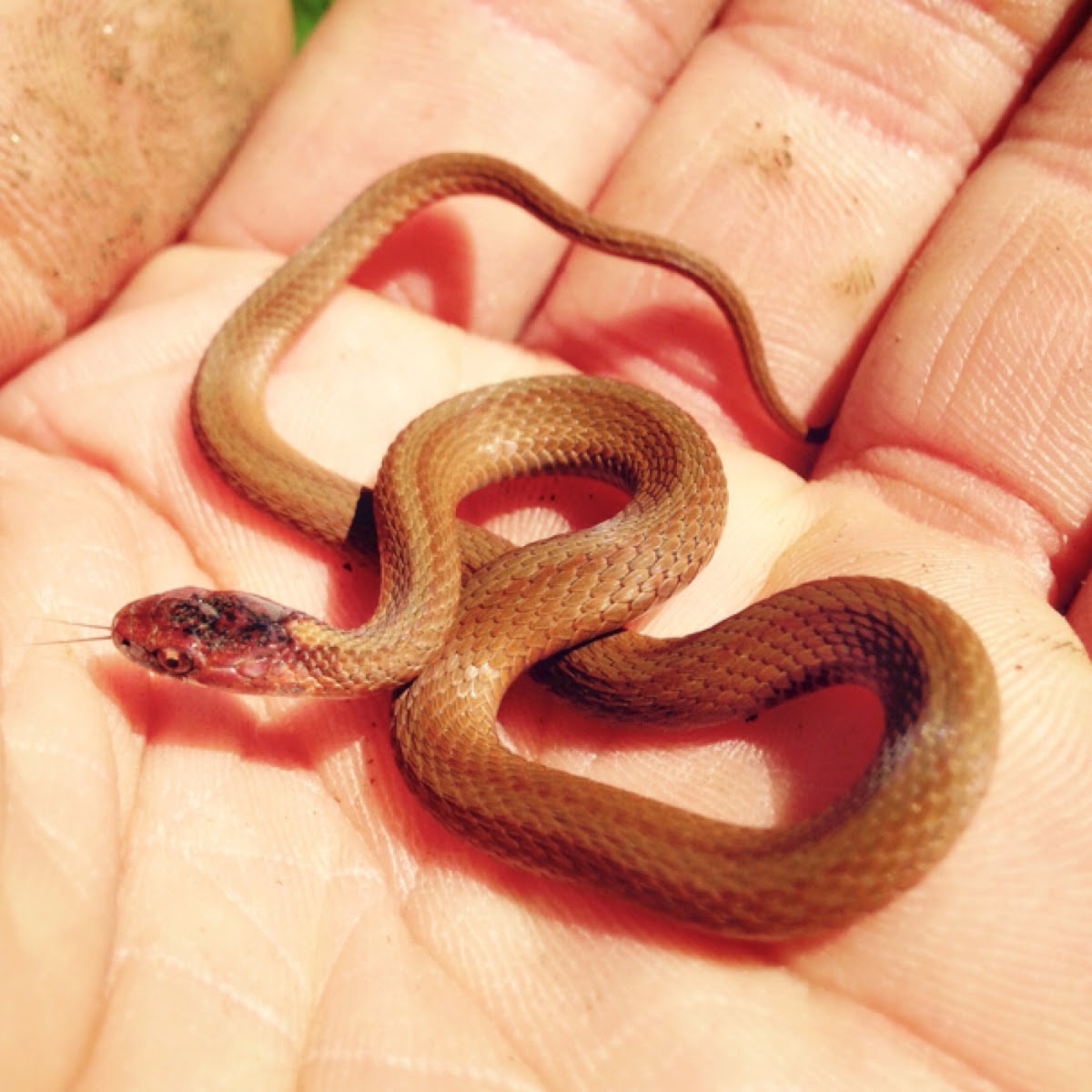 Northern Redbelly