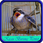 Kicau Burung Pentet 1.0 Icon