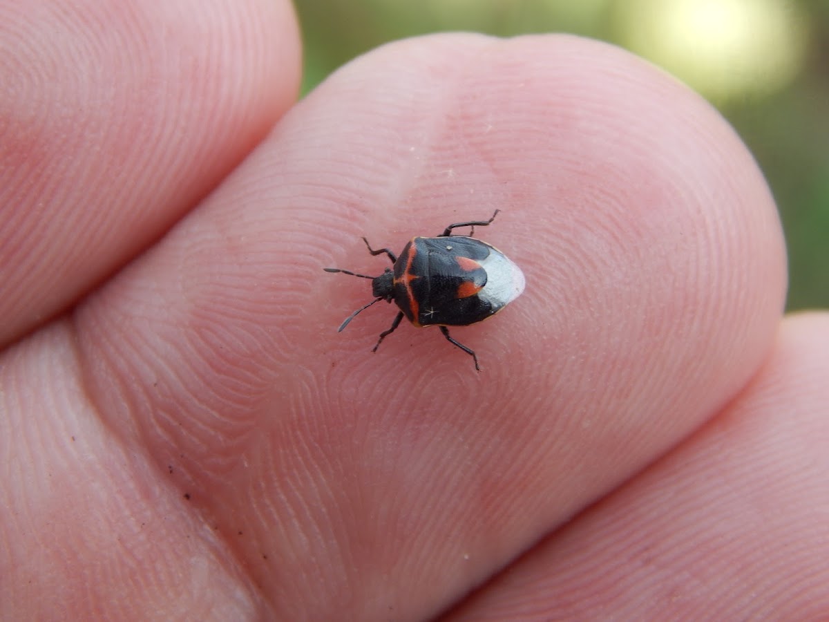 Twice-stabbed Stink Bug