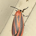 Scarlet-winged Lichen Moth