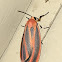 Scarlet-winged Lichen Moth