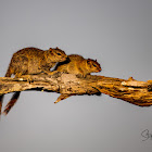 Smith's Bush Squirrel