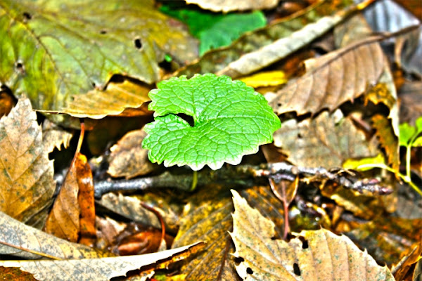 Un cuore nel bosco. di Tanatos77