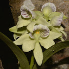 The Fragrant Anacheilium Orchid