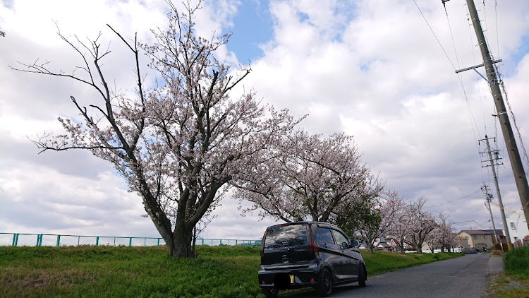 デイズの夜桜キレイでした・ラーメンうまうま(´ρ`)・あちこちドライブ行きたい・あ、その前に洗車やな・桜並木のトンネルめちゃ良かったに関するカスタム事例の投稿画像3枚目