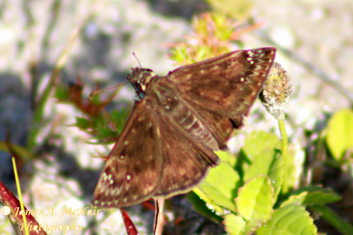 Horace's Duskywing Skipper Butterfly