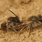 Andrena ventralis