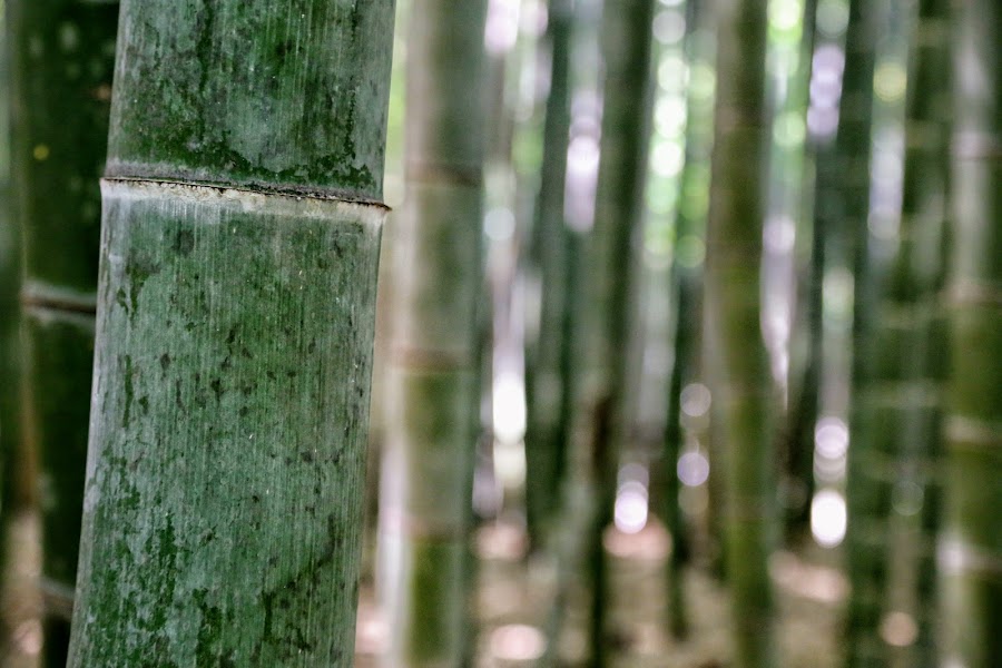 atrakcje Kioto, Bambusowy las, Bamboo Forest, Arashiyama, Kioto, Japonia