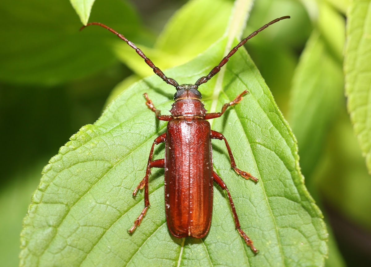 Brown Prionid