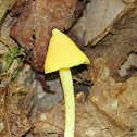 Yellow Unicorn Entoloma