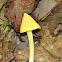 Yellow Unicorn Entoloma