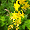 Agrimony