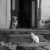 Perro y Gato di 