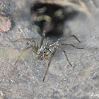 Aglaoctenus lagotis