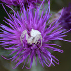 Crab spider; Araña cangrejo