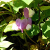 Spring vetchling