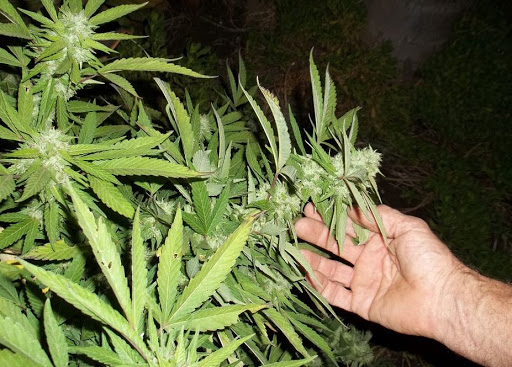 Zimbabve legalizovao proizvodnju marihuane za medicinsku i naučnu upotrebu