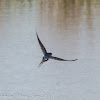 Barn Swallow; Golondrina Común