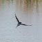 Barn Swallow; Golondrina Común