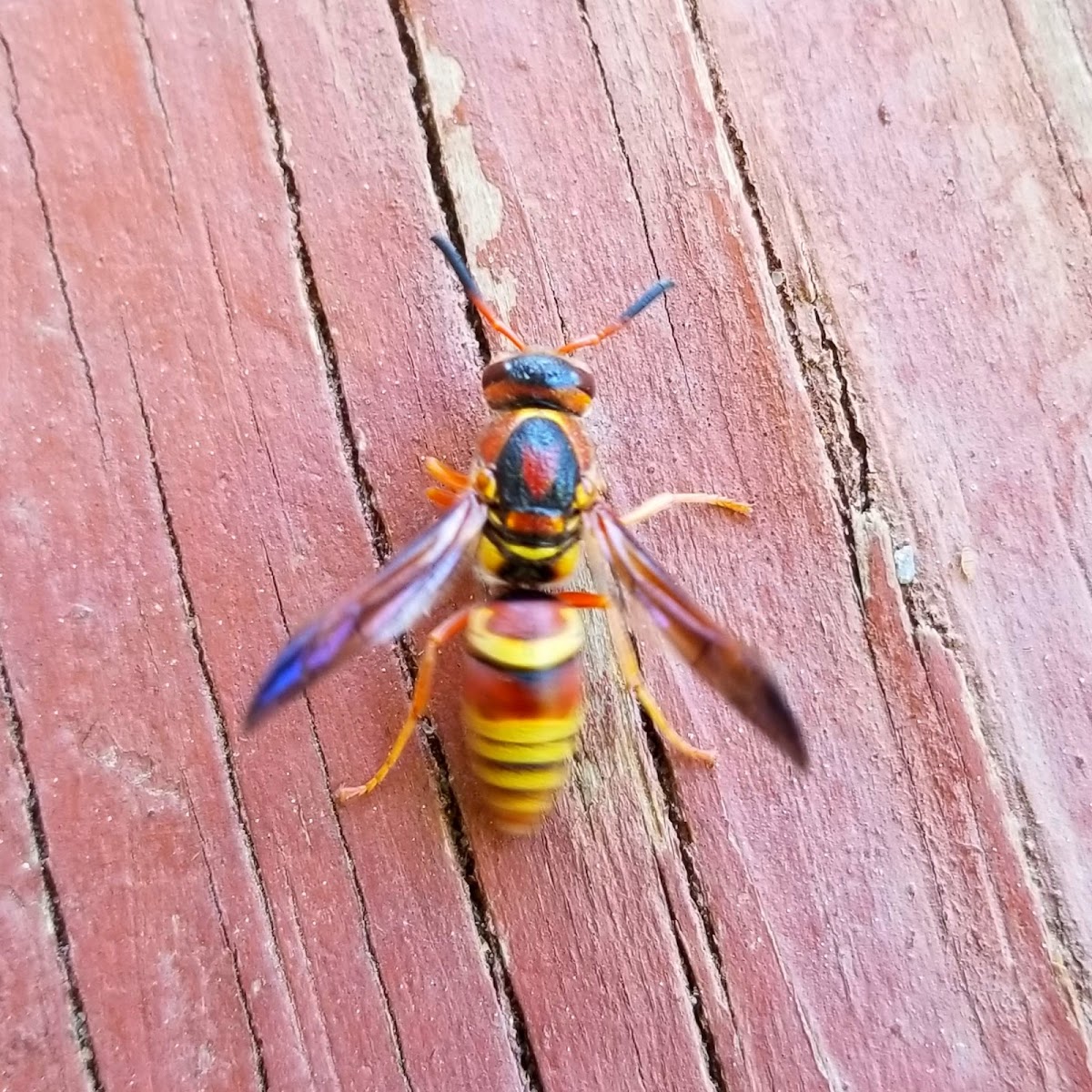 Mason wasp