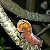 Oleander Hawk-moth