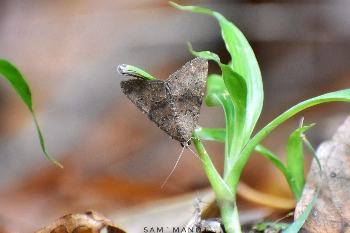 Owlet Moth