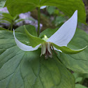 Nodding Trillium