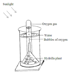 Solution Image