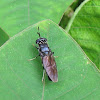 Black Soldier Fly