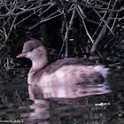 Little Grebe