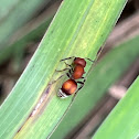 Velvet Ant