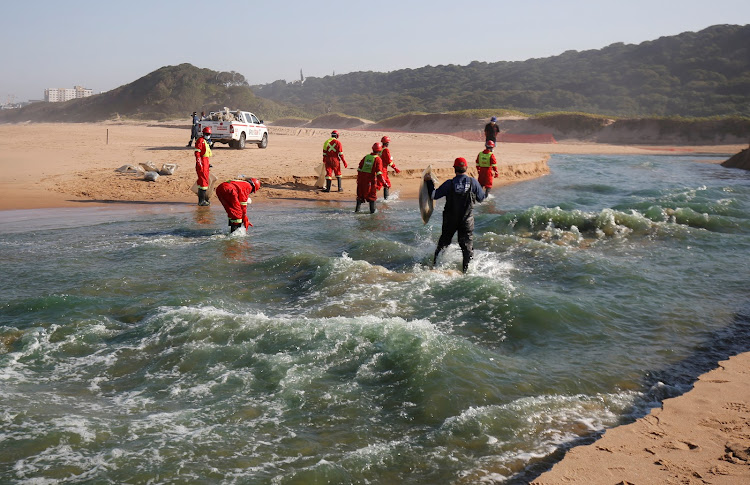 Members of a hazardous waste cleanup crew collect dead fish on July 17 2021 after chemicals entered the water system from a warehouse which was burned during days of looting in Durban.