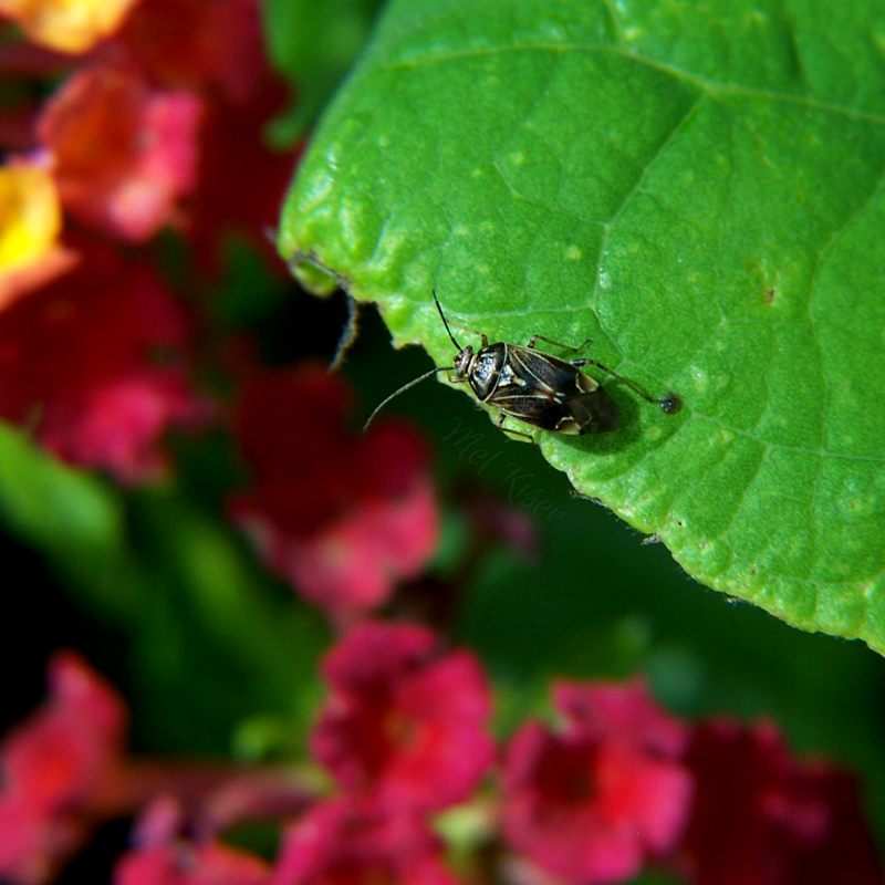 Tarnished Plant Bug