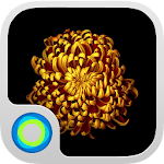 Gold Flower Launcher Theme Apk