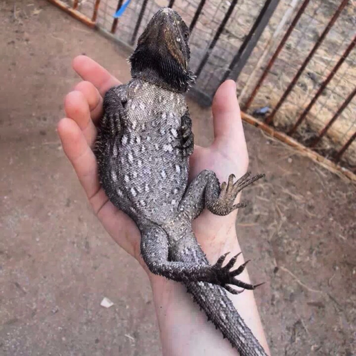 Bearded dragon