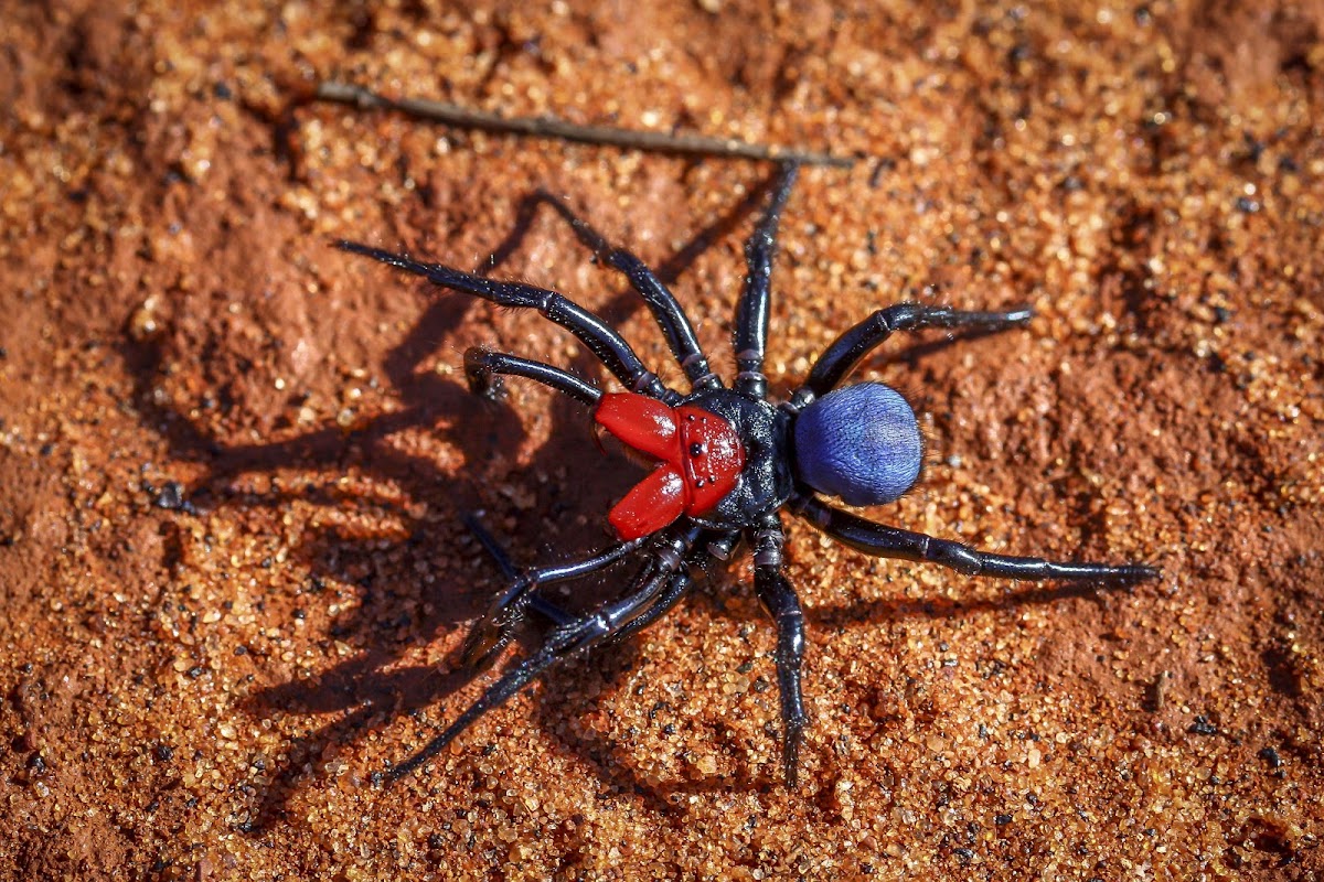 Red-headed Mouse Spider (male)