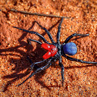 Red-headed Mouse Spider (male)