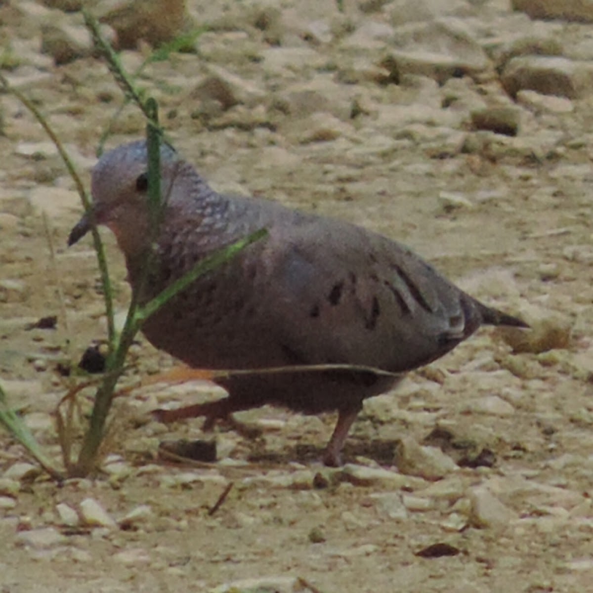 Common Ground Dove