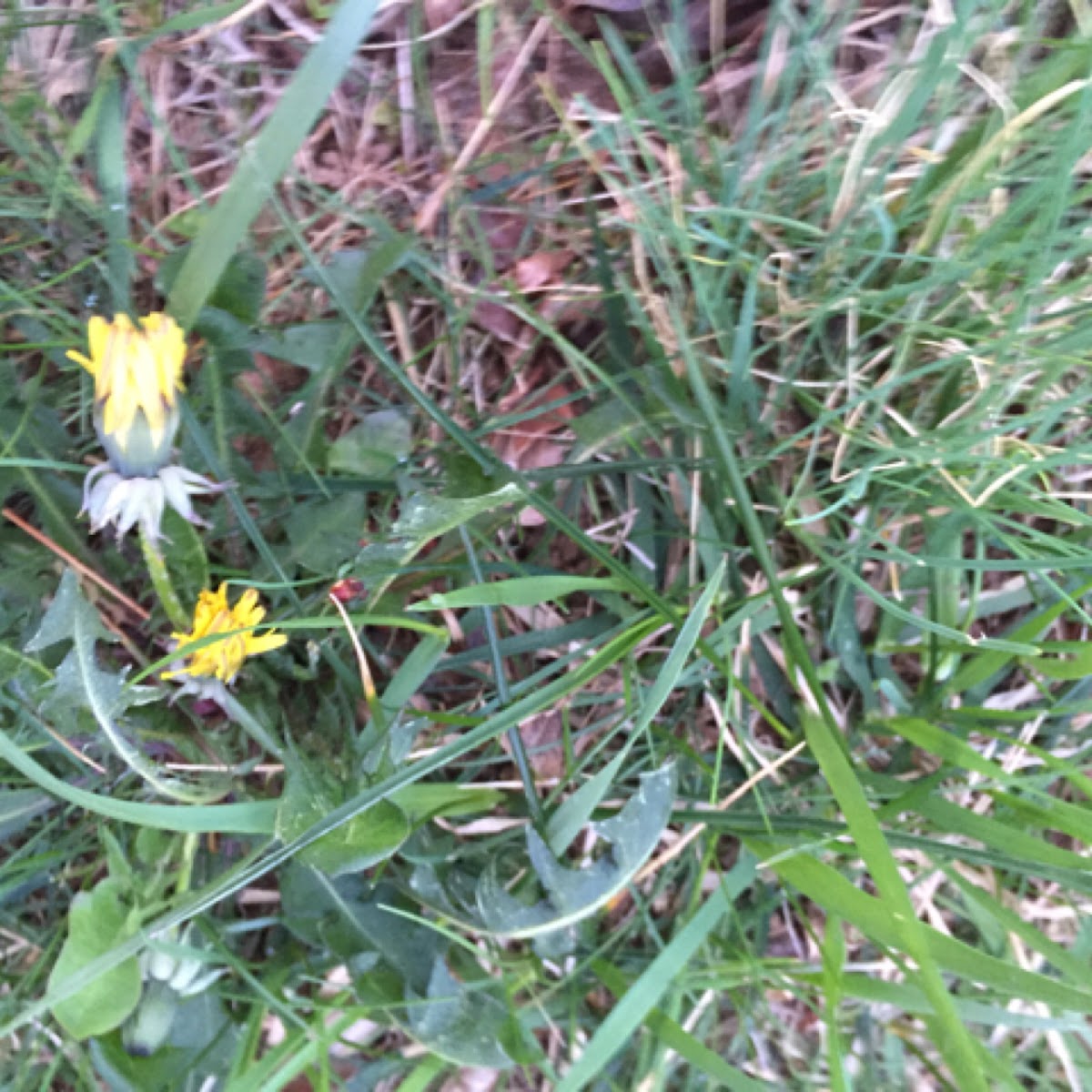 Dandelion Yellow