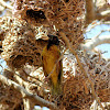 Weaver nests and Village weaver