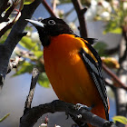 Baltimore Oriole (Male)