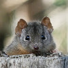 Yellow-footed Antechinus