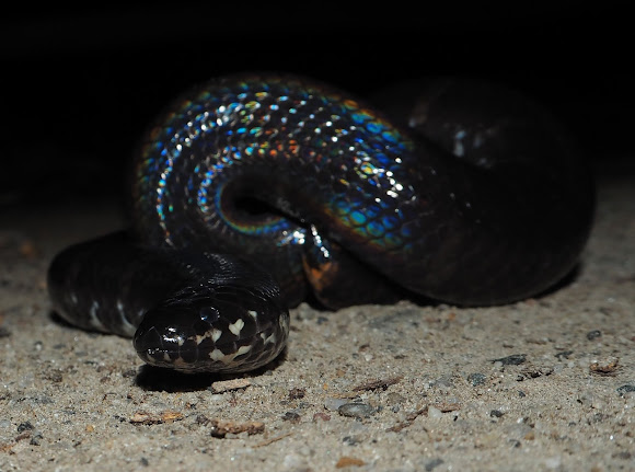 Jodi's Pipe Snake – Reptiles and Amphibians of Thailand